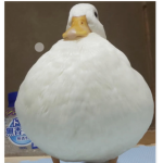 Ducks always