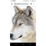 Wolf pax