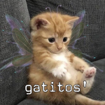 gatitos'