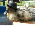 The Ninja Duck$