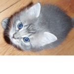 Baby nugget