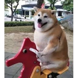 temple doggo