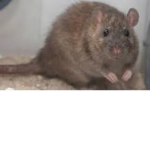 rat cult yum