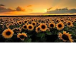 Sunflower…Hangout
