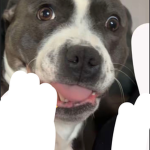 kowopups