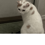 Friends gang for cats