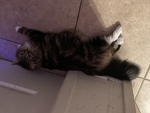 pillow clannnn