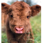 Cow queen’s