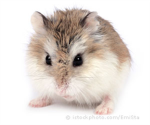 dwarf hamster fans