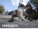 Hey kitten.