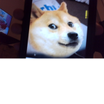fan of doge group!