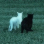 Melancolic' Group Thumbnail