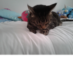 The cute cat girlllll group