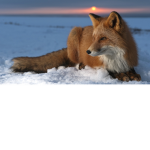 Foxball games