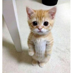elgatos