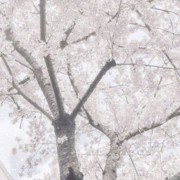 . ۫ ꣑ৎ   .