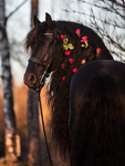 |~|Wild Horse Islands Fan Club|~|