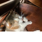 Cat club baby cats