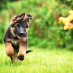 【Puppy Studios】