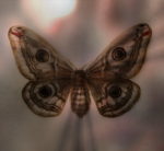 Ethereal Flutter