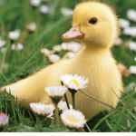 Ducks have the right!