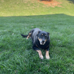Remembering my dog