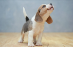 DogssForever