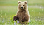 Brown Bear Community