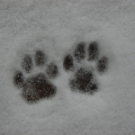tnypup