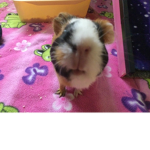 *+Guinea Pig Gang+*