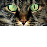 KittyCatLane