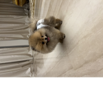 POOKIE DOG