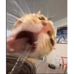 MrHamster Group