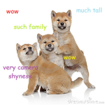 Doge Of The World