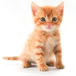 Kitten Cz