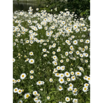 Die coolen schnidden