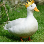 Solders of the godly duck