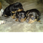 puppy palls