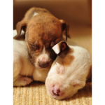 ~puppy~club