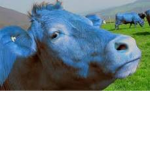 The Blu Cow Group