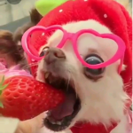 X watermelon squad X