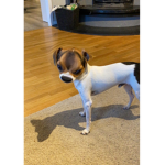 Max boi
