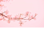 Pastel pink ViBeS