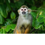 The monkey club !!!