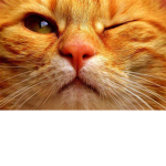 Cat Patrol:]