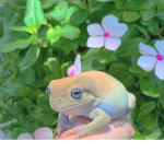 Froggy squad ;) <3