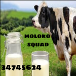 moloko squad