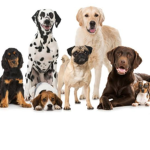 Doggy Fan Group (Cat)