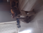 Kitten chat group