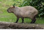 Capybaras Group!